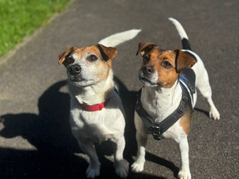 Bitw | Terrier (Jack Russell) | Bridgend (Wales) - 1