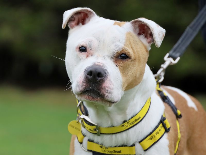 Dori, a 4 years old female Terrier available for adoption from Dogs Trust in Leeds, West Yorkshire
