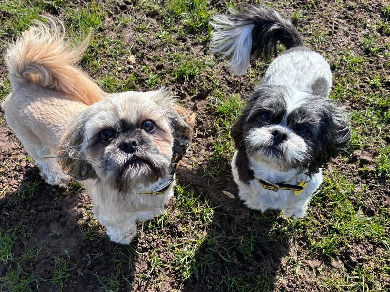 Polly | Shih Tzu | West Calder (Edinburgh) - 1