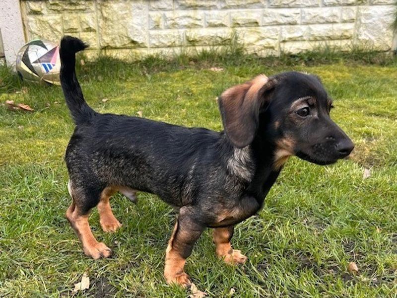 Milo, a 3 months old male Dachshund available for adoption from Dogs Trust in Loughborough, Leicestershire
