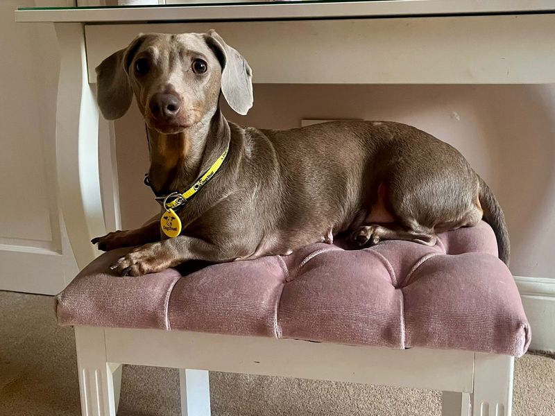 Dachshund Dogs And Puppies For Adoption