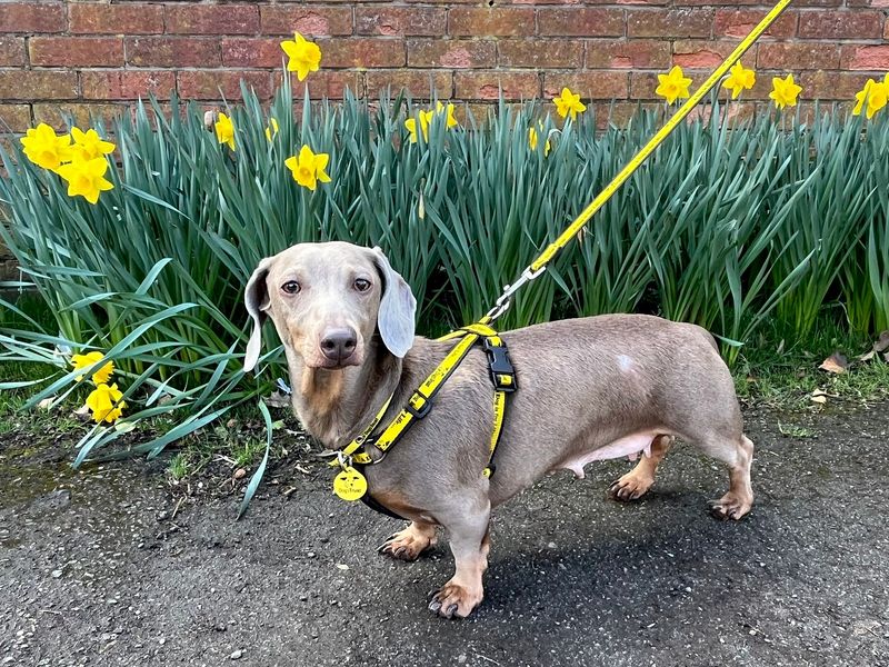 Hettie - Image 2 of 2