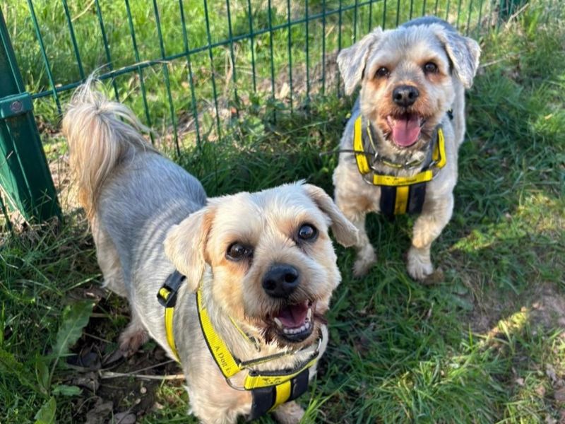 Sykes and Toby - Image 2 of 2