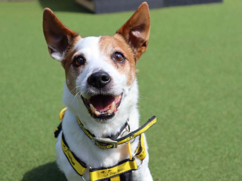 Milo | Terrier (Jack Russell) | Glasgow - 5