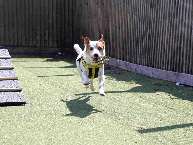Milo | Terrier (Jack Russell) | Glasgow - 4