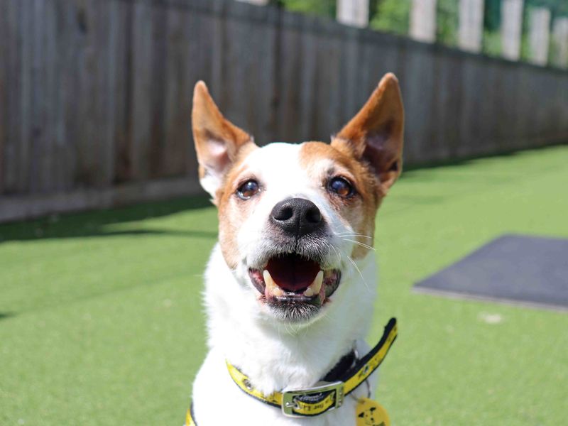 Milo | Terrier (Jack Russell) | Glasgow - 2