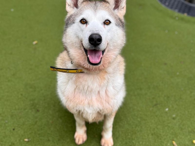 Sheeba, a 4 years old female Siberian Husky available for adoption from Dogs Trust in Manchester, Greater Manchester