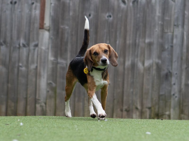 Earl | Beagle | Kenilworth (West Midlands) - 1