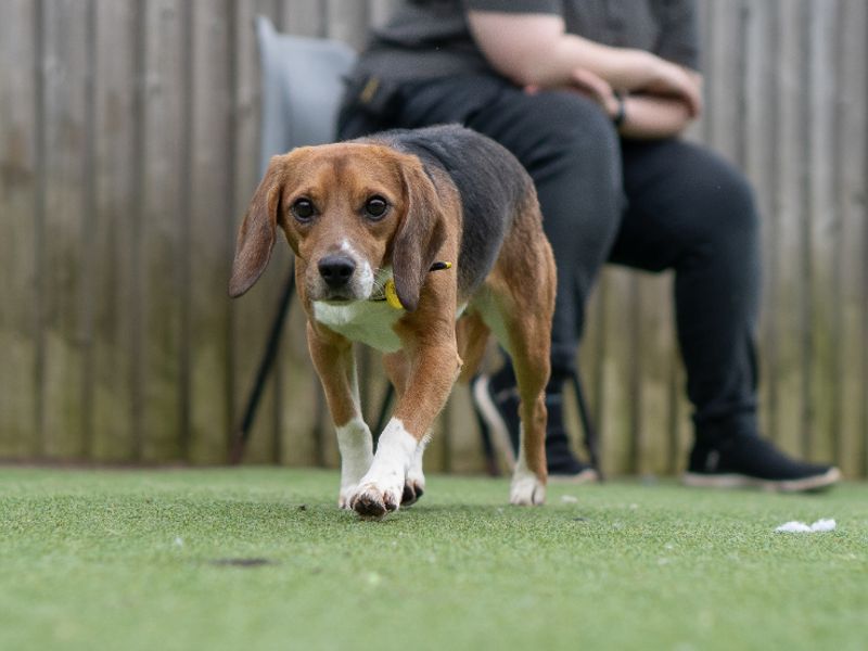Flint | Beagle | Kenilworth (West Midlands) - 1
