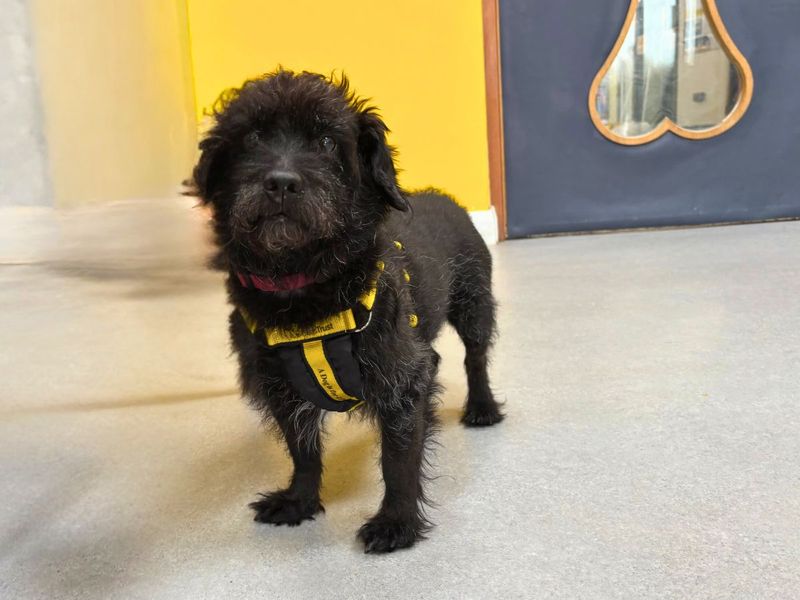 Trigger - Image 4 of 4