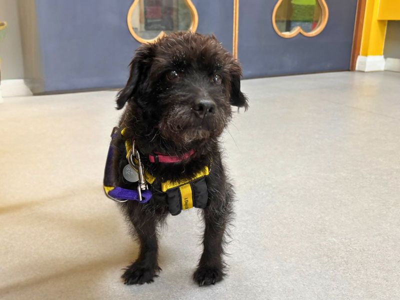 Trigger - Image 2 of 4