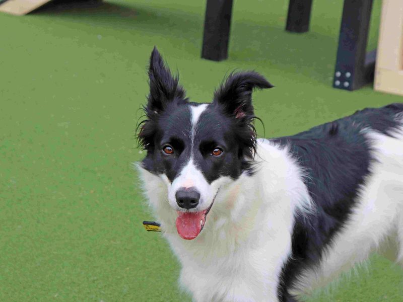 Border Collie Dogs And Puppies For Adoption