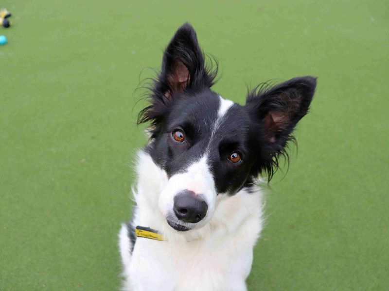 Lassie | Collie (Border) | Glasgow - 4