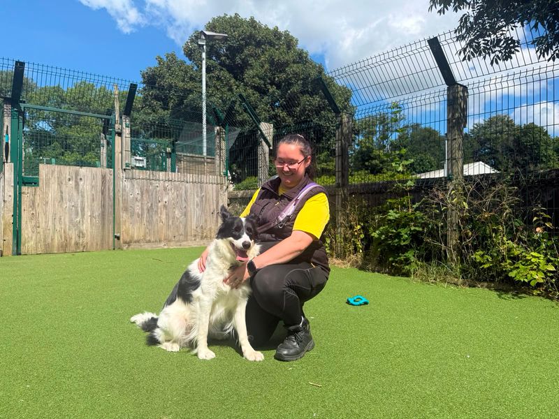 Lassie | Collie (Border) | Glasgow - 2