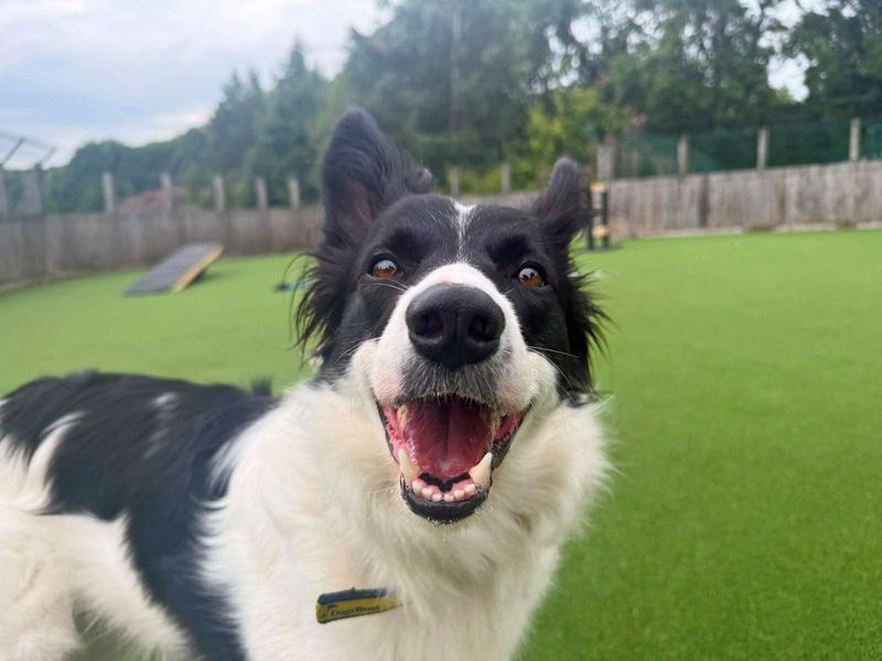Lassie | Collie (Border) | Glasgow - 5