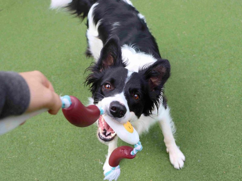Lassie | Collie (Border) | Glasgow - 8