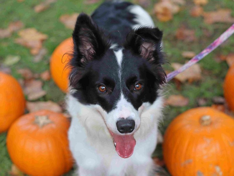 Lassie | Collie (Border) | Glasgow - 3
