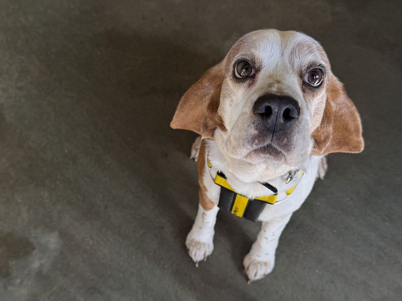 Enola, a 6 years old female Beagle available for adoption from Dogs Trust in Basildon, Essex