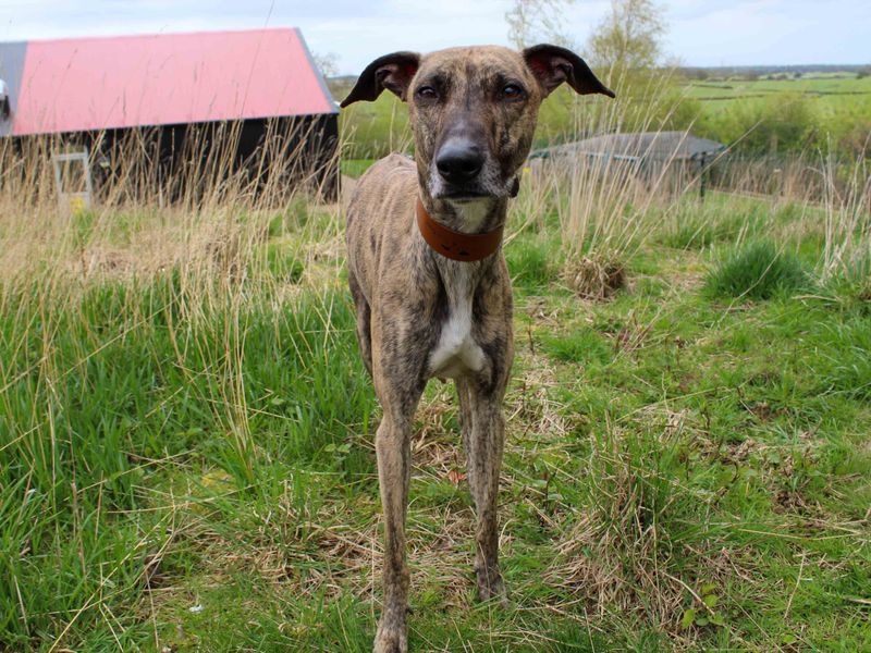 Bobbi | Lurcher | Darlington - 1
