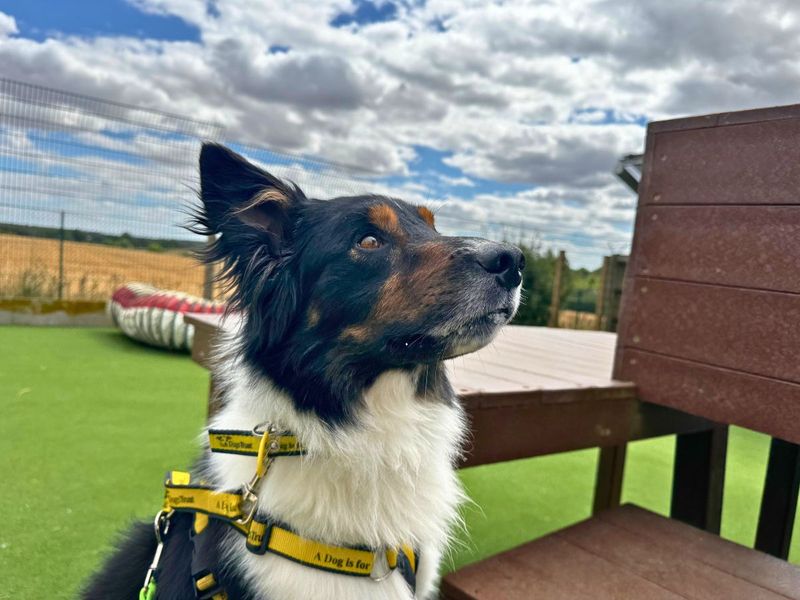 Cody | Collie (Border) | Salisbury (Wiltshire) - 4