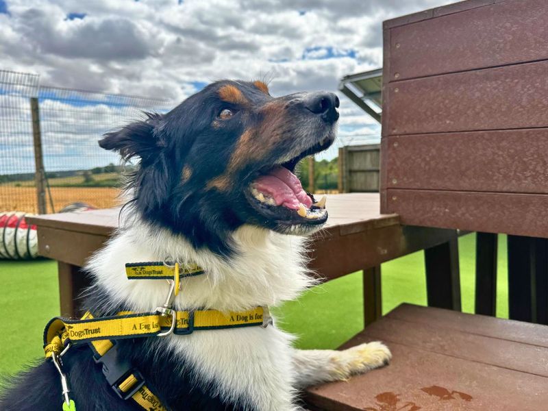 Cody | Collie (Border) | Salisbury (Wiltshire) - 2