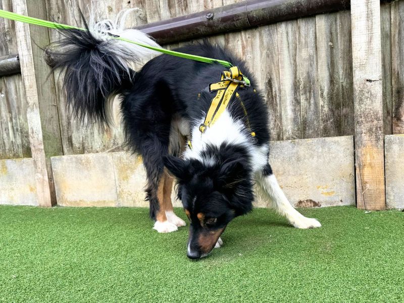 Cody | Collie (Border) | Salisbury (Wiltshire) - 3
