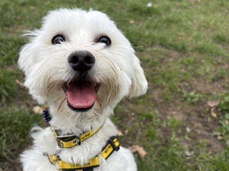 Barnaby, a Unknown old male Maltese available for adoption from Dogs Trust in Shrewsbury, Shropshire