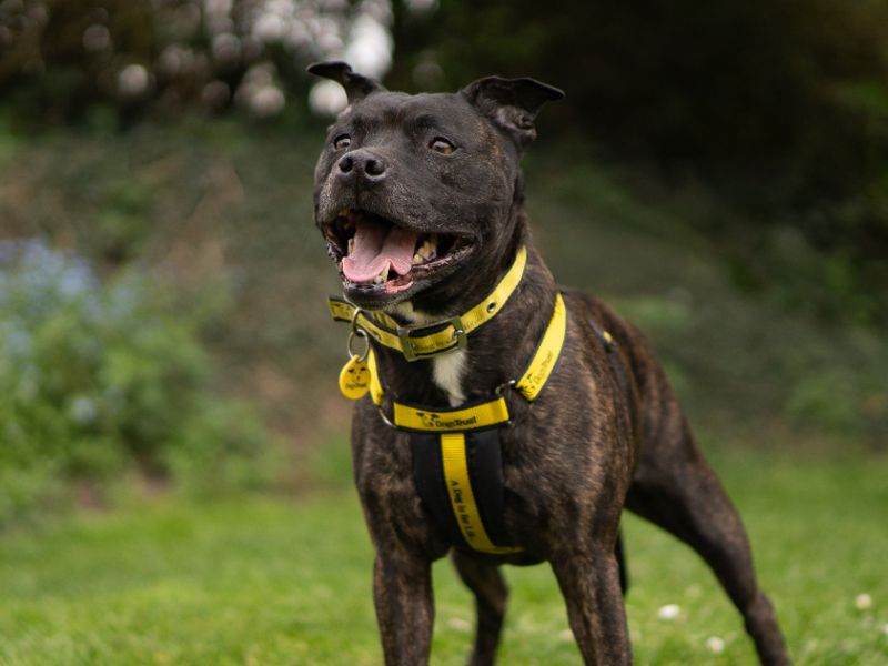 Staffordshire Bull Terrier Dogs And Puppies For Adoption