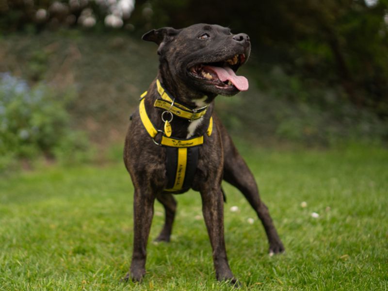 Saffy - Image 2 of 4