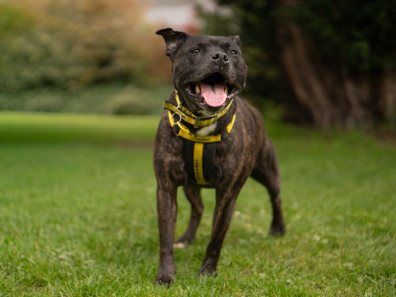Saffy - Image 4 of 4