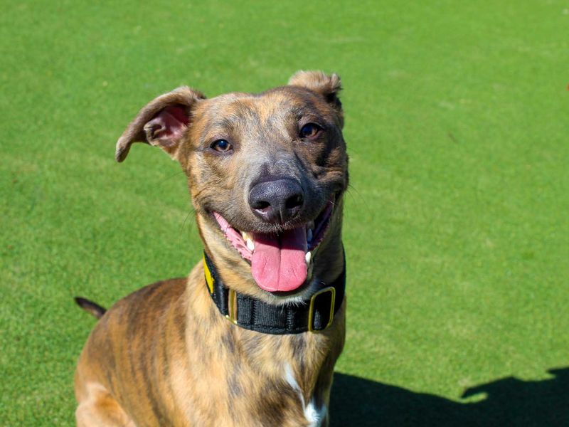 Roo | Whippet Cross | Darlington - 3