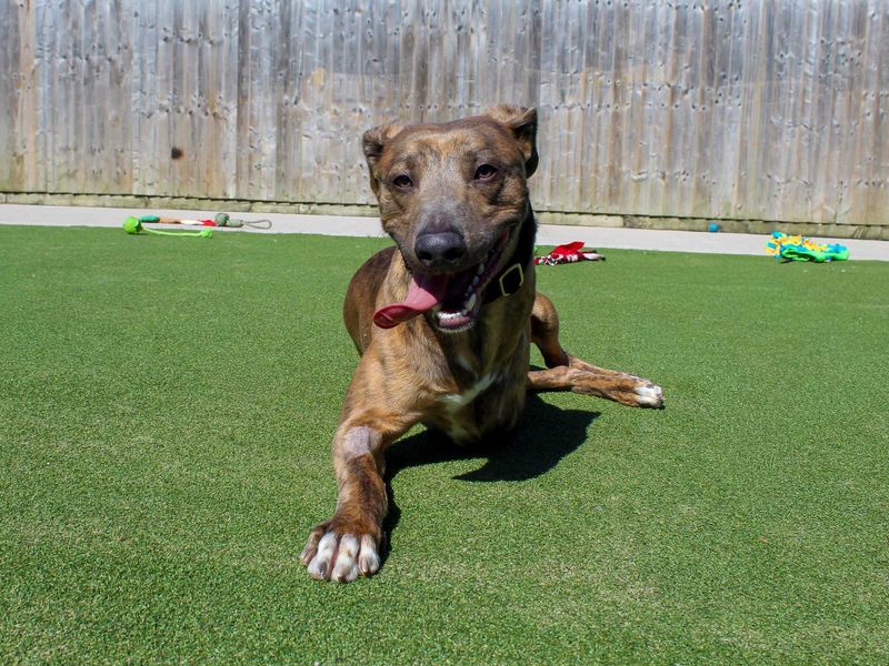 Roo | Whippet Cross | Darlington - 2