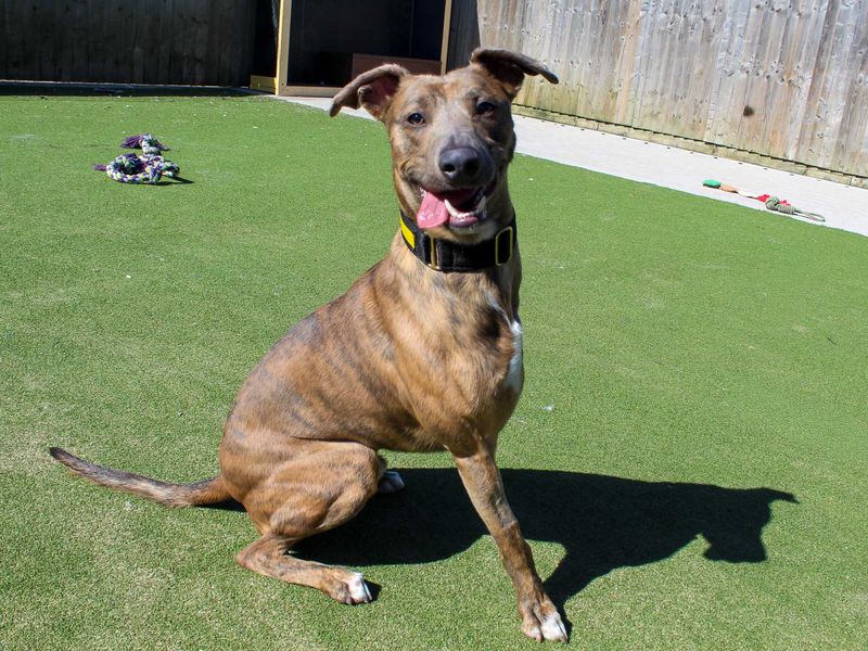 Roo | Whippet Cross | Darlington - 1