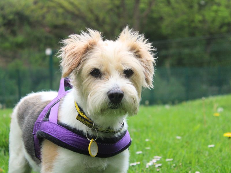 Maisie | Terrier (Jack Russell) Cross | Merseyside (Liverpool) - 1