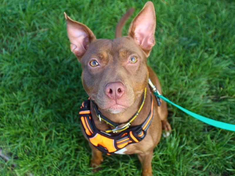 Dumpling | Terrier (Staffordshire Bull) Cross | Manchester - 4