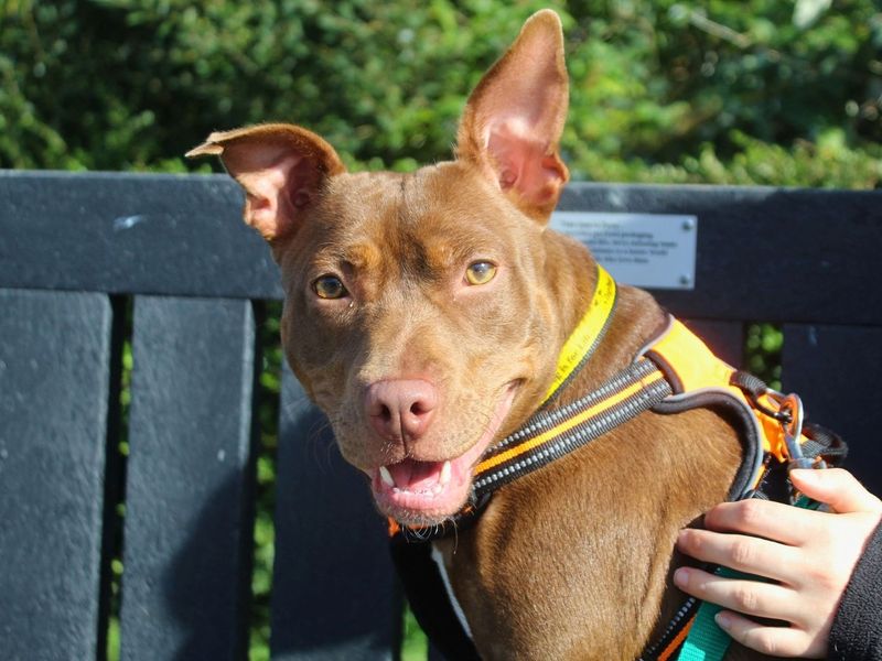Dumpling | Terrier (Staffordshire Bull) Cross | Manchester - 1