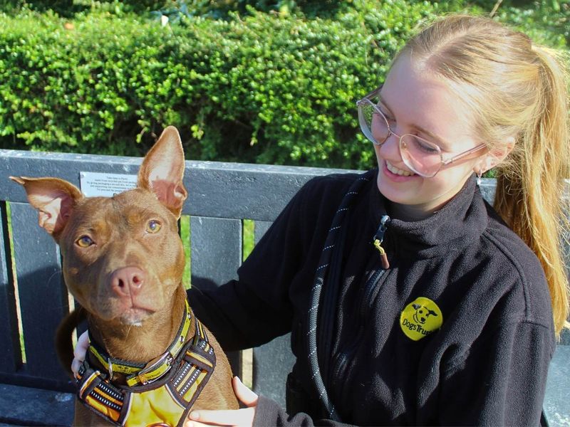 Dumpling | Terrier (Staffordshire Bull) Cross | Manchester - 2