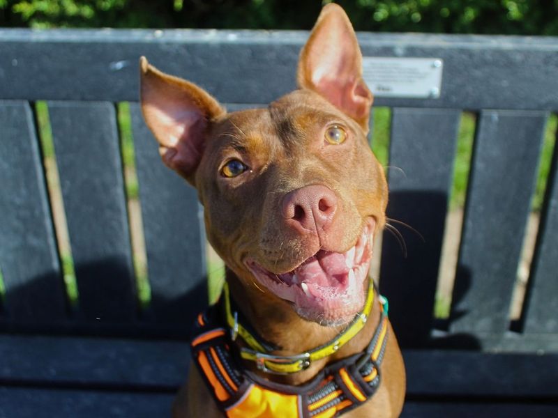Dumpling | Terrier (Staffordshire Bull) Cross | Manchester - 5