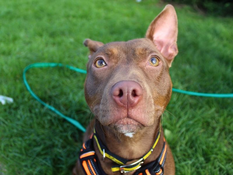 Dumpling | Terrier (Staffordshire Bull) Cross | Manchester - 3
