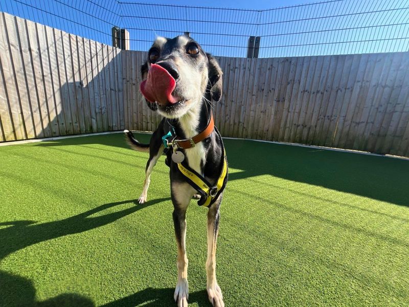 Millie | Lurcher | Salisbury (Wiltshire) - 1