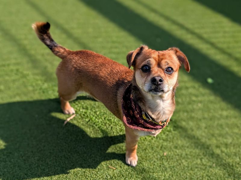 Lenny - Image 4 of 4