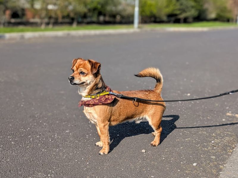 Lenny - Image 2 of 4