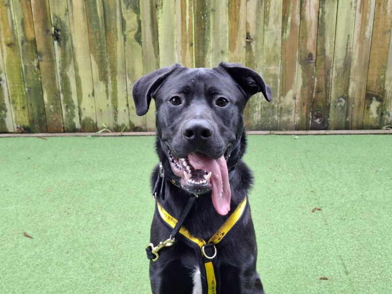 German Shepherd Dogs And Puppies For Adoption