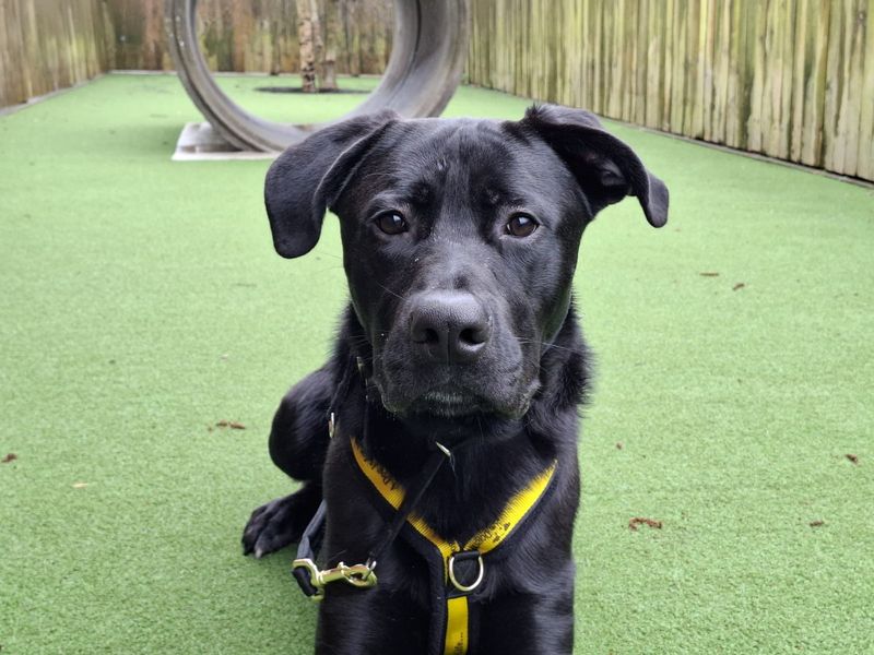 Apollo | Italian Corso Dog Cross | Ilfracombe - 1