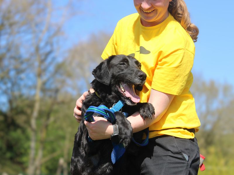 Luna | Retriever (Labrador) Cross | Merseyside (Liverpool) - 1