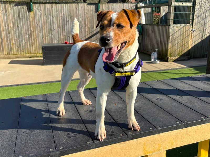 Jack Russell Terrier Dogs And Puppies For Adoption