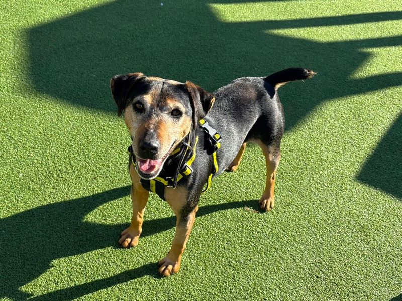 Mavis, a 6 years old female Jack Russell Terrier available for adoption from Dogs Trust in Canterbury, Kent