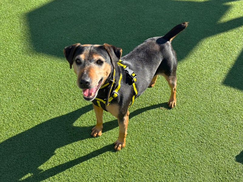 Mavis - Image 3 of 4