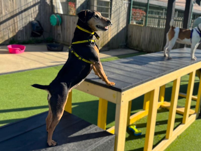 Mavis - Image 2 of 4