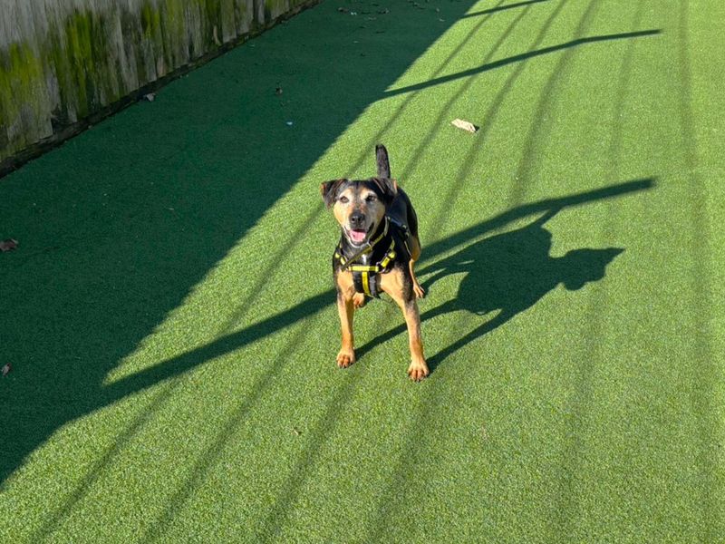 Mavis - Image 4 of 4